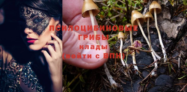 шишки Коряжма